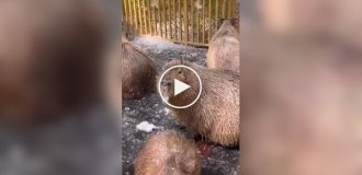 Капибара лакомится тополиным пухом