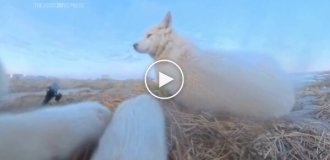 Собака украла камеру и сняла короткометражку