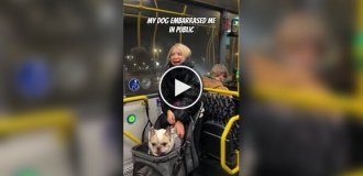 A dog that loves to talk to people on the bus