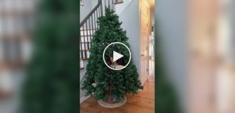 Новогодняя елка для котов