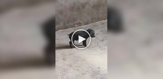 Pigs are afraid of a black pig