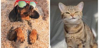 Sunny couch potatoes: 23+ pets that love the summer sun (24 photos)