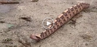 How does the Gaboon viper move?