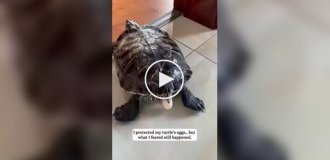 Порятунок із тріснутого яйця: чоловік виходив черепашонка