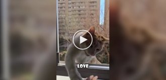 Этот кот приходит каждый день только для того, чтобы ударить соседа