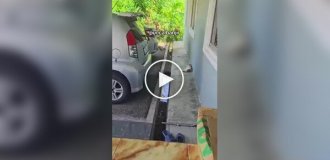 Кішка обрала незвичайне місце для сну