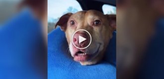 Dogs after anesthesia