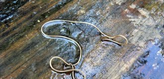 Конский волос: червяк-паразит водоёмов (9 фото)