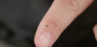 Антарктический комар: единственное насекомое Южного полюса (6 фото)