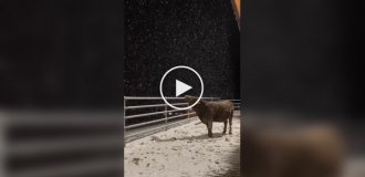 Корова пытается поймать снежинки