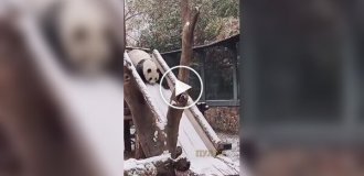 Снігу раді навіть панди