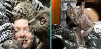 Купив дом, хозяева обнаружили, что там живут десятки кошек (3 фото + 1 видео)