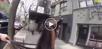 Кінна погоня в центрі Нью-Йорка закінчилася провалом для кишеньки