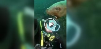 Суровые и не очень обитатели морей и океанов