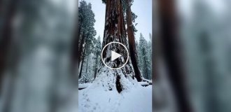 Passage inside a redwood tree
