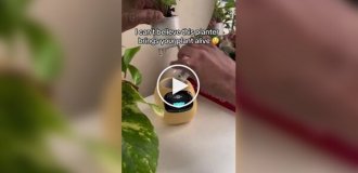 Smart flower pot