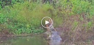 Крокодил напугал тигра