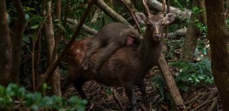 Why do monkeys ride reindeer (10 photos)