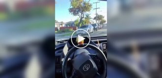 A parrot loves to sit on the steering wheel of its owner's car