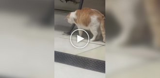 Профессионал: кошка ловит крысу