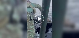 Раненого ягуара спасли из Риу-Негру