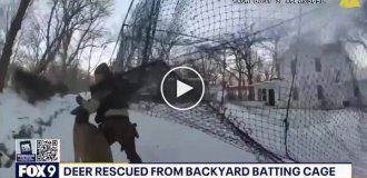 Fight for freedom: A deer got entangled in a net on a sports ground