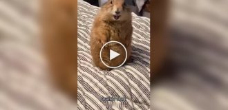 From the life of prairie dogs