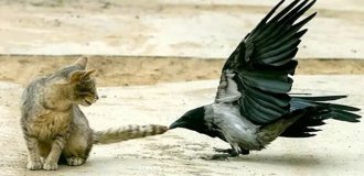 Никогда не переходи дорогу вороне. Она будет мстить всю жизнь! (10 фото)