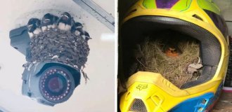 15 cases where wasps and birds invaded human territory (16 photos)