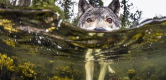 Познакомьтесь с редкими морскими волками, которые живут возле океана и плавают в нем часами (17 фото)