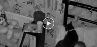 Животные (короткие видео). Выпуск 104
