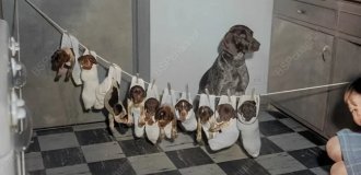 Подборка смешных и забавных фотографий с собаками, которые поднимут настроение (21 фото)