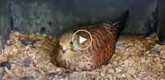 Взросление птенцов пустельги