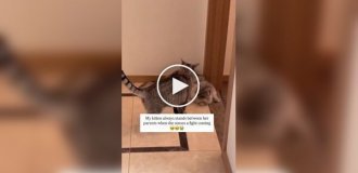 Котенок-миротворец