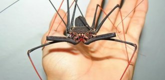 Мы самые страшные: бойтесь нас, люди (12 фото)