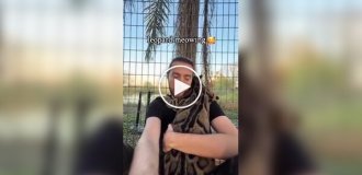 От рычания до мурлыканья: как разговаривают самые большие кошки планеты