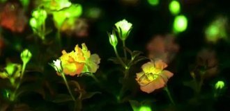 Китай розробляє рослини, що світяться для міст (2 фото + відео)