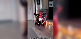 Halloween cats: the funniest costumes