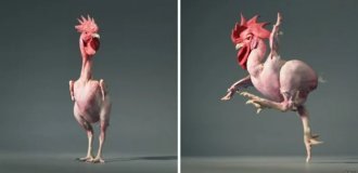 Зачем израильские селекционеры вывели голую курицу (5 фото)