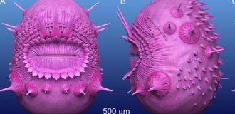 Not a potato or a microbe: scientists have found a strange predator from the Cambrian period (6 photos)