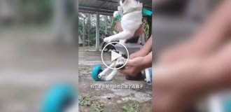 Инвалидная коляска для кота