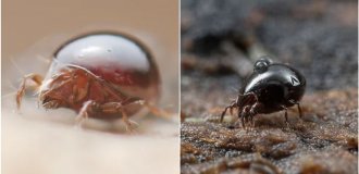 Виды без самцов: как дамы рожают без мужчин? (12 фото)