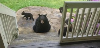 A man saved a bear, and a few years later she brought her children to his home (8 photos)