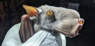 Молотоголовый крылан — странная летучая мышь с собачьей мордочкой (6 фото)