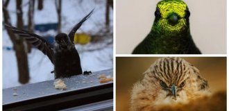 30 Random Bird Photos That Will Steal Your Heart (31 Photos)