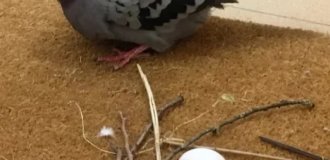 Как голуби строят свои гнезда (7 фото + видео)