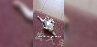 A mischievous kitten got caught in a trap