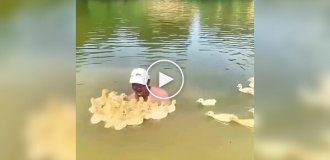 Ducklings mistook a man for their mother