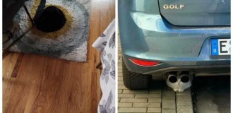 Коты-хамелеоны: 22 доказательства того, что кошки умеют исчезать (24 фото)