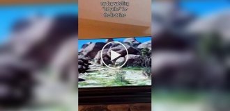 Настоящие эмоции: собака полностью погрузилась в сюжет фильма